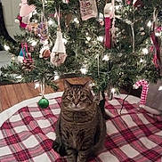 Tiger joined the competition — help win amazing prizes! cat, celebration, christmas_tree, cozy, cute, decorations, domestic_animal, feline, festive, holiday, indoor, lights, ornaments, pet, pine_tree, plaid, sitting, tabby_cat, tree_skirt, wood_floor