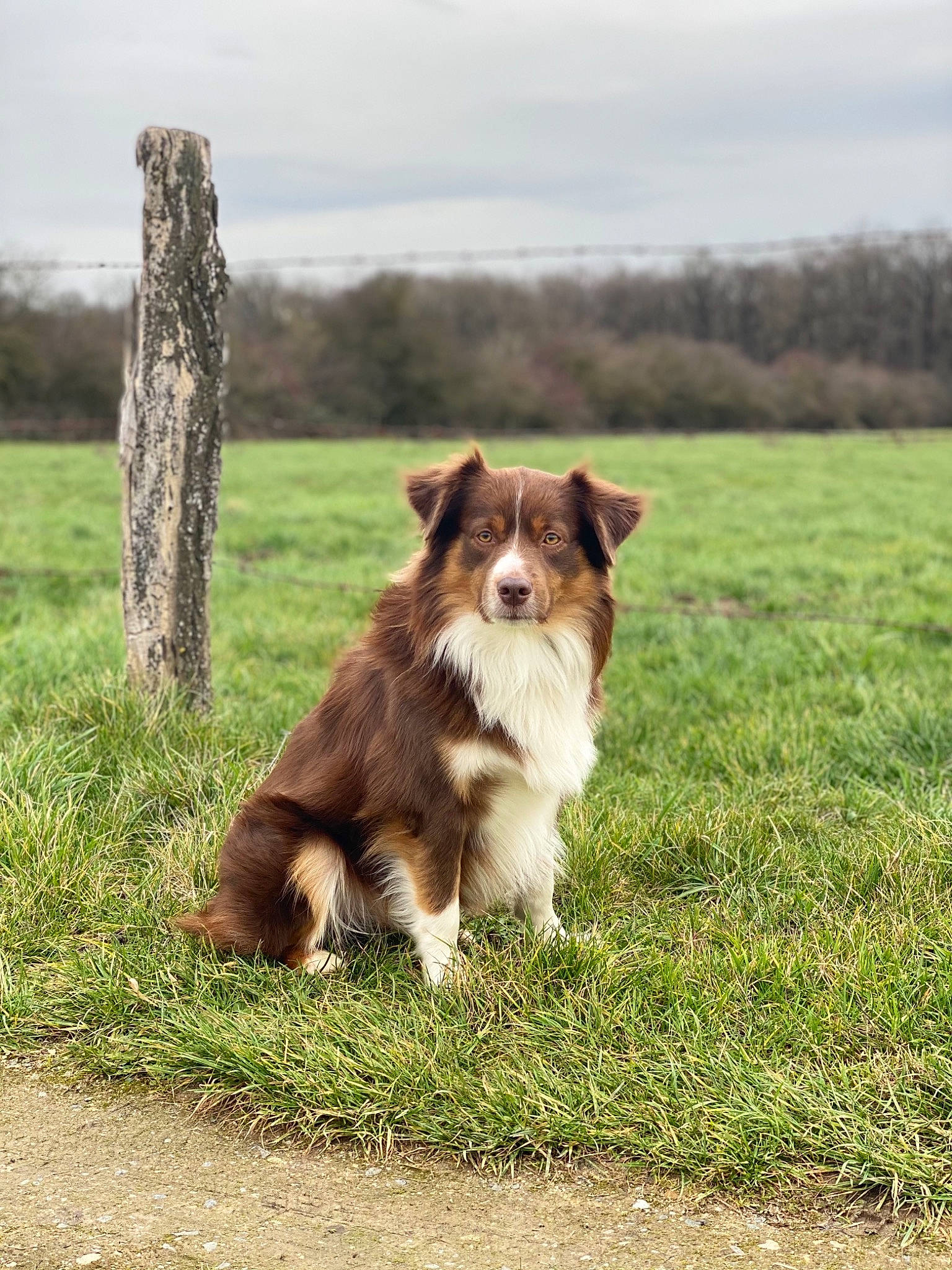 Olanndo a rejoint le concours — aidez-le/la à gagner de superbes lots ! carnivore, cloud, companion_dog, dog, dog_breed, fawn, grass, grassland, herding_dog, liver, pasture, plant, sky, sporting_group, tail, terrestrial_animal, toy_dog, tree, whiskers, working_animal