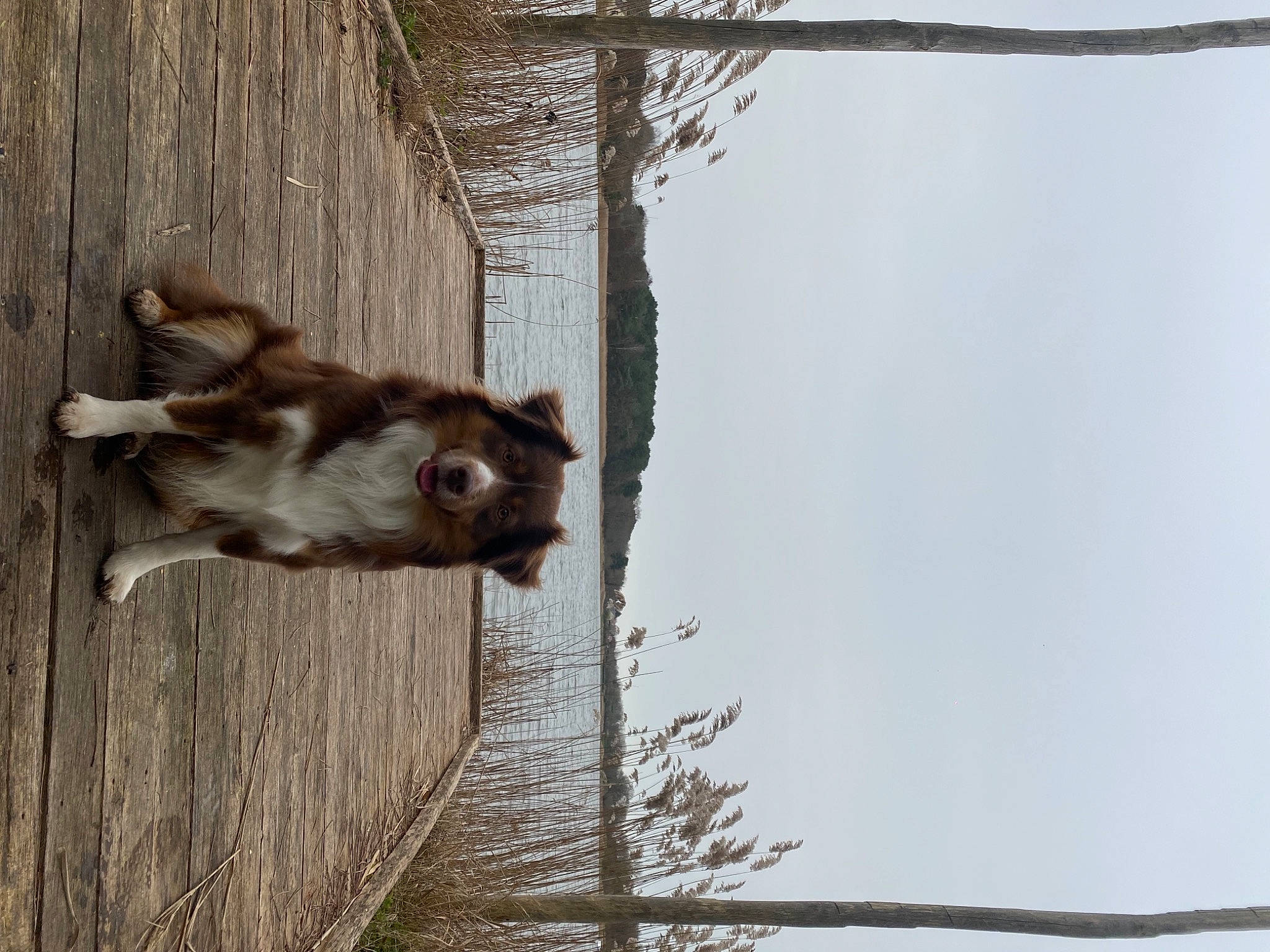 Olanndo participe au concours pour gagner de l'argent avec cette photo : canidae, carnivore, dog, dog_breed, fawn, fur, plant, sky, snout, sporting_group, tail, terrestrial_animal, tree, trunk, twig, water, window, winter, wood, working_animal