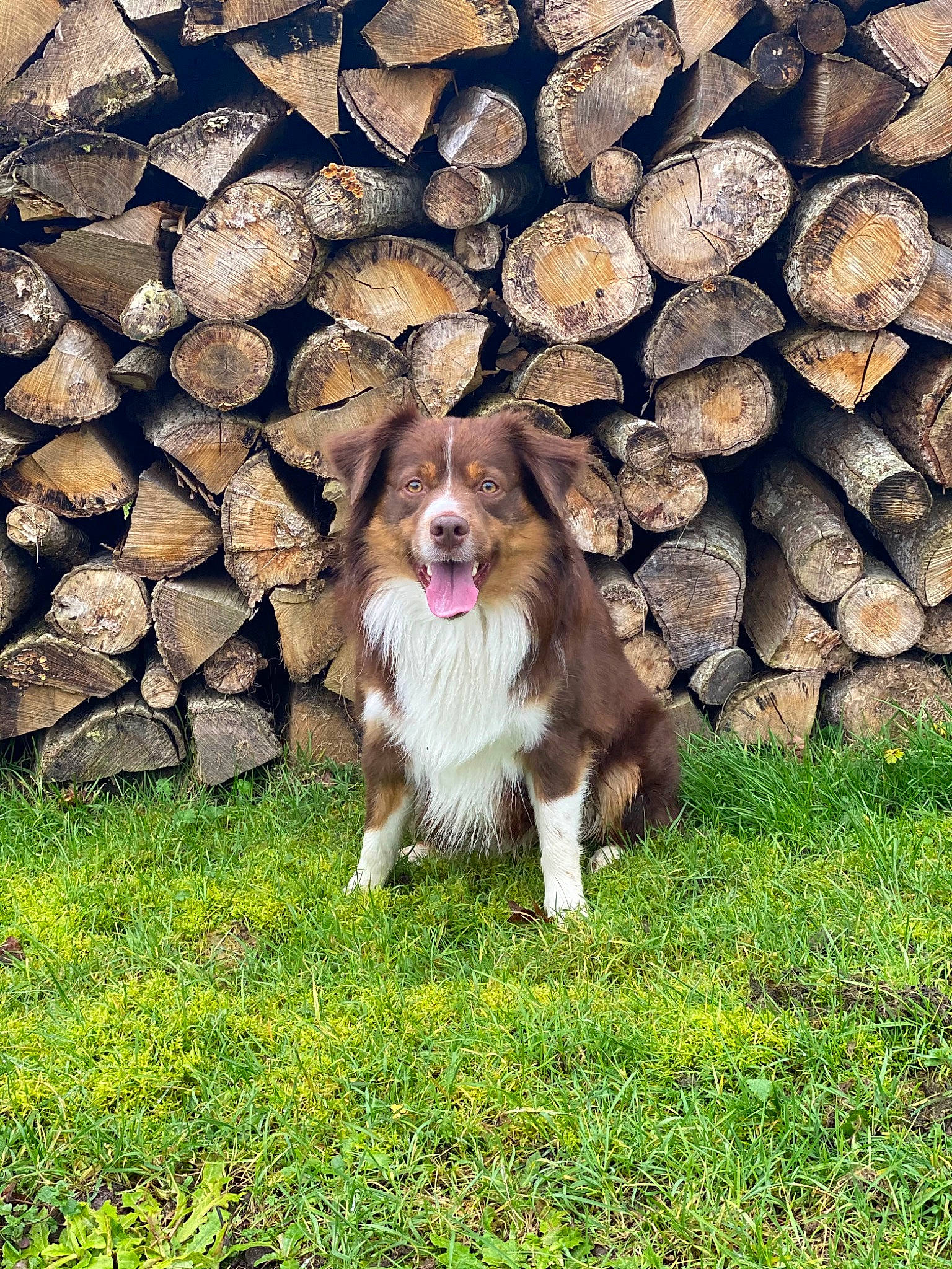 Olanndo a rejoint le concours — aidez-le/la à gagner de superbes lots ! canidae, carnivore, collie, companion_dog, dog, dog_breed, fawn, grass, gun_dog, happy, herding_dog, liver, plant, rough_collie, snout, sporting_group, tail, trunk, water_dog, wood