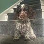 Agatha And Esme is registered to the contest to win money with this photo: animal, brown, canine, carpet, curly_fur, cute, dog, domestic_animal, fur, house, indoor, looking, pet, portrait, puppy, sitting, stairs, stairs_riser, white, young_dog