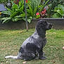 animal, backyard, black_dog, calm, canine, daylight, dog, flora, flowers, fur, garden, grass, greenery, leafy, nature, outdoor, pet, plants, side_view, sitting