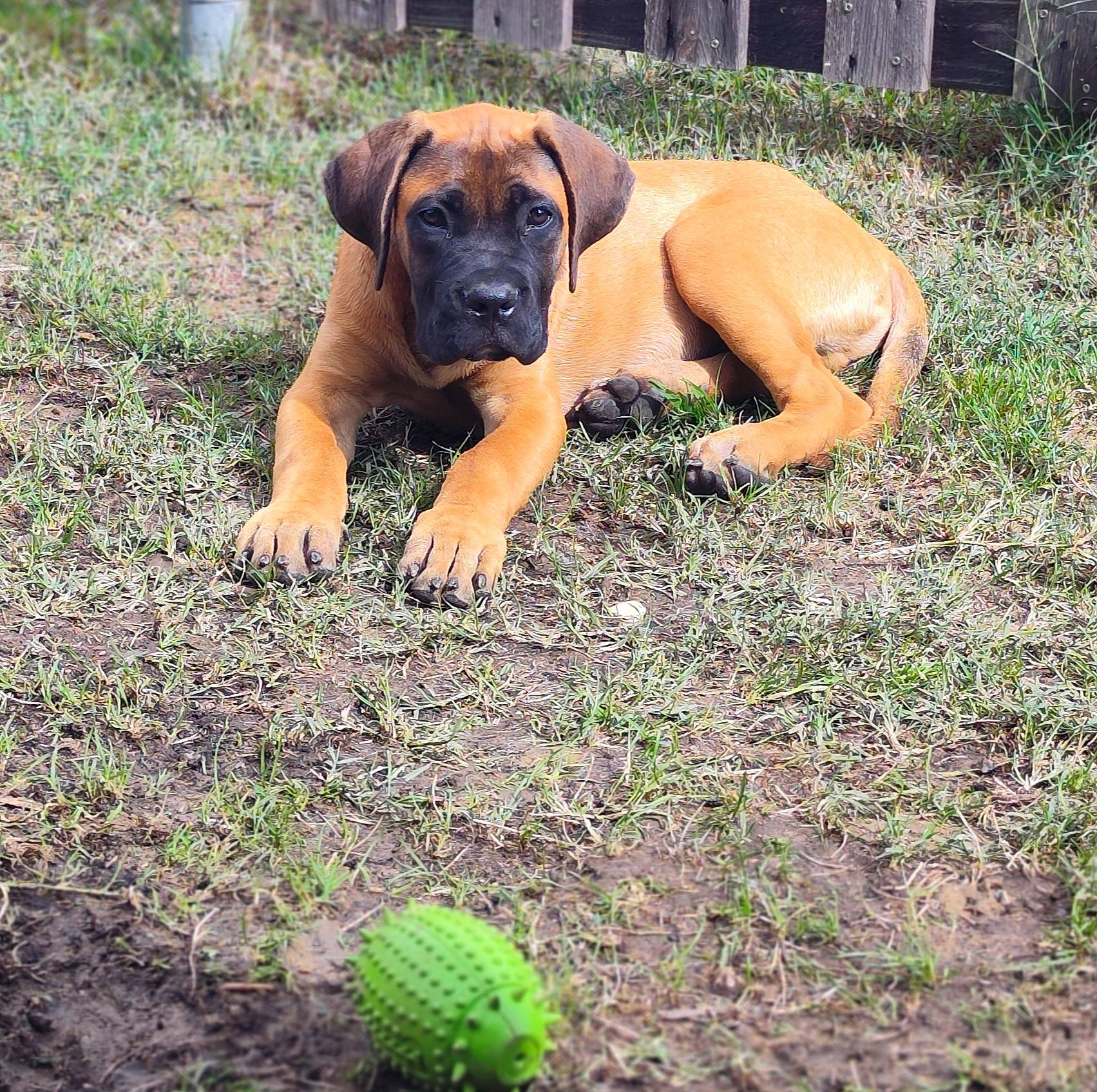 Buck participe au concours pour gagner de l'argent avec cette photo : ball, boxer, canidae, carnivore, companion_dog, dog, dog_breed, fawn, fruit, grass, guard_dog, hound, molosser, non_sporting_group, plant, snout, sporting_group, terrestrial_animal, working_animal, working_dog