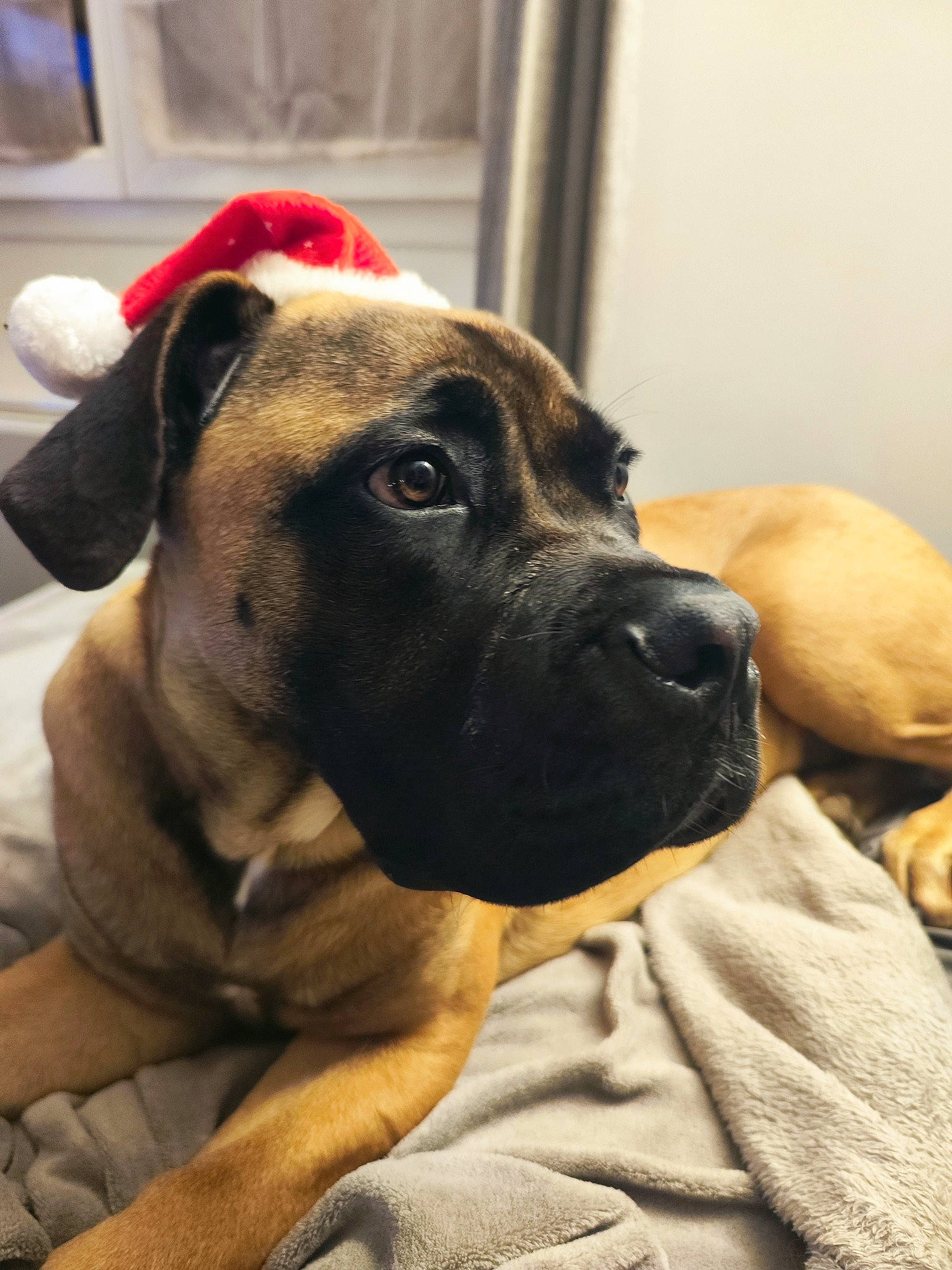 Buck a rejoint le concours — aidez-le/la à gagner de superbes lots ! bored, boxer, carnivore, collar, companion_dog, dog, dog_breed, dog_collar, fawn, fur, giant_dog_breed, guard_dog, molosser, pet_supply, snout, sporting_group, whiskers, working_animal, working_dog, wrinkle