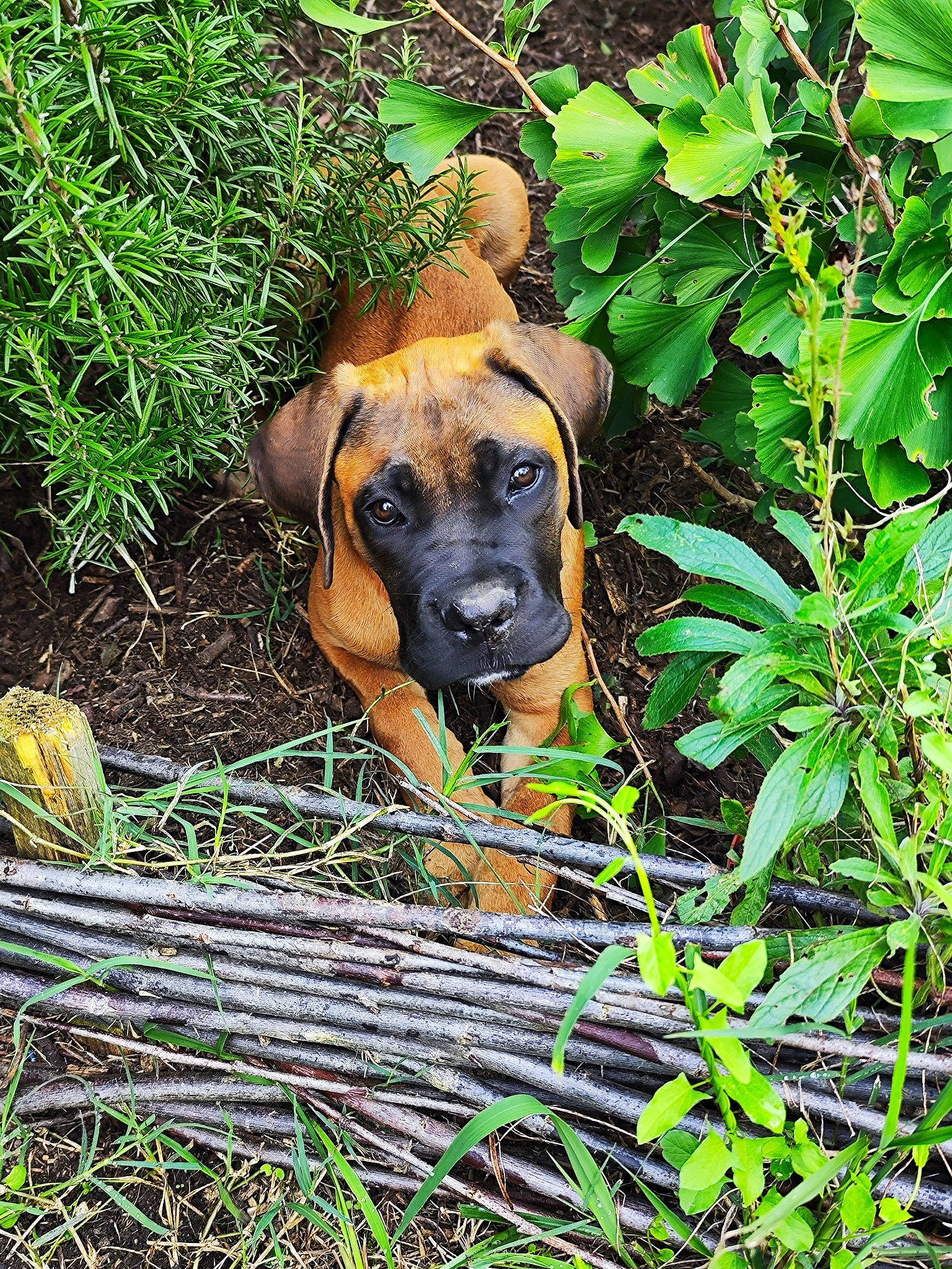 Buck a rejoint le concours — aidez-le/la à gagner de superbes lots ! canidae, carnivore, companion_dog, dog, dog_breed, fawn, grass, groundcover, guard_dog, herb, hunting_dog, plant, plant_community, shrub, snout, sporting_group, terrestrial_animal, terrestrial_plant, working_animal, working_dog