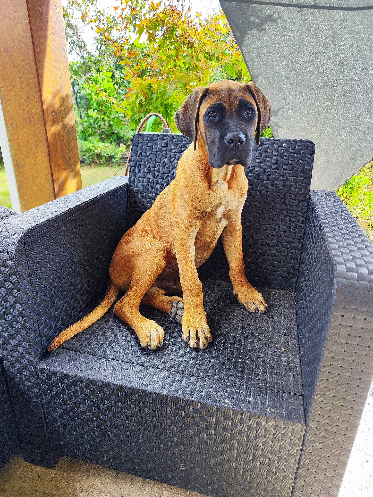 Buck participe au concours pour gagner de l'argent avec cette photo : boxer, canidae, carnivore, comfort, companion_dog, dog, dog_breed, dog_supply, fawn, grass, guard_dog, molosser, pet_supply, plant, rectangle, snout, sporting_group, wood, working_animal, working_dog