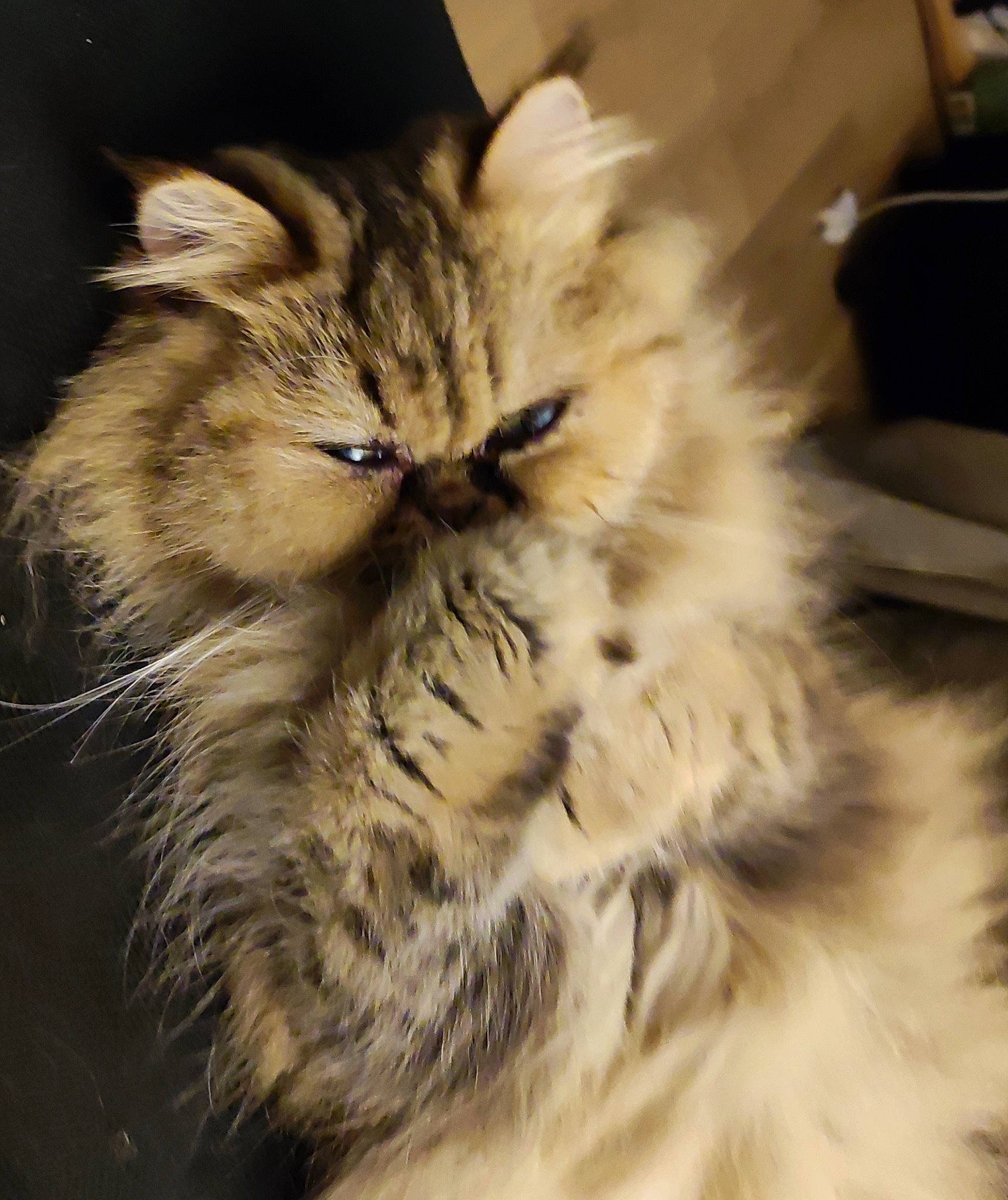 Charlie participe au concours pour gagner de l'argent avec cette photo : art, british_longhair, carnivore, cat, claw, eye, fawn, felidae, fur, head, maine_coon, paw, persian, plant, small_to_medium_sized_cats, snout, tail, terrestrial_animal, whiskers, wildlife