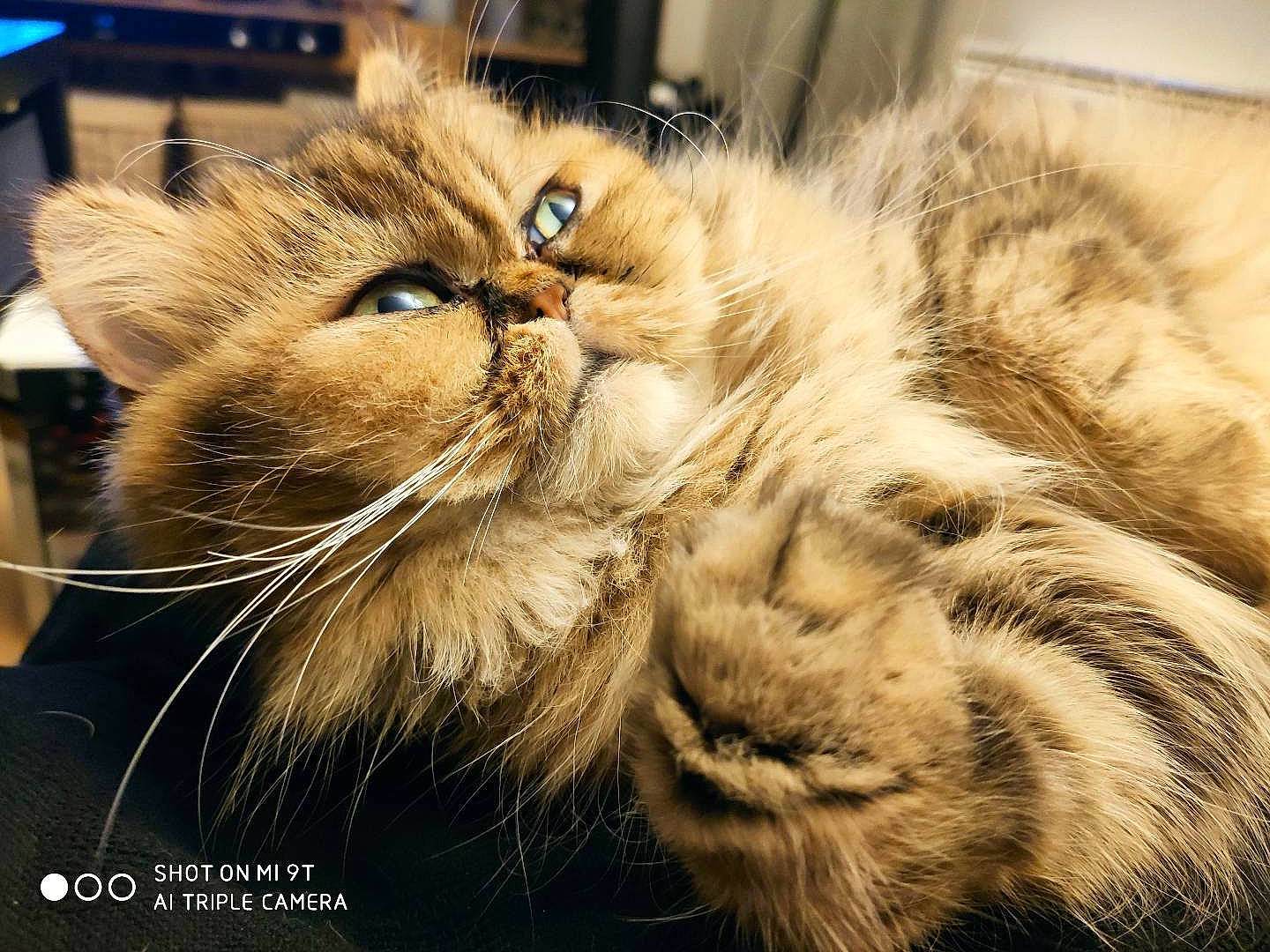 Charlie a rejoint le concours — aidez-le/la à gagner de superbes lots ! carnivore, cat, claw, comfort, domestic_short_haired_cat, felidae, fur, gesture, natural_material, paw, small_to_medium_sized_cats, snout, tail, terrestrial_animal, whiskers