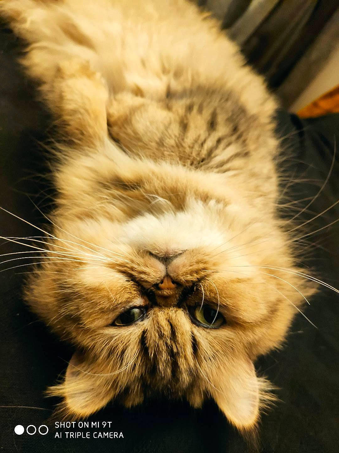 Charlie a rejoint le concours — aidez-le/la à gagner de superbes lots ! carnivore, cat, close_up, companion_dog, eye, fawn, felidae, fur, grass, hair, head, macro_photography, paw, plant, small_to_medium_sized_cats, snout, tail, terrestrial_animal, whiskers, wildlife