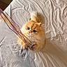 Lenore is registered to the contest to win money with this photo: adorable, animal, bed, cat, closeup, curious, cute, feline, fluffy, indoor, mischievous, orange_cat, paws, pet, playing, ribbons, soft, tail, whiskers, white_sheet