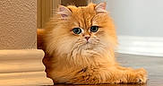 Lenore is registered to the contest to win money with this photo: animal, cat, corner, cozy, curious, ears, eyes, feline, fluffy, fur, home, indoor, mammal, orange_cat, pet, portrait, relaxed, texture, whiskers, wooden_floor