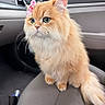 Lenore joined the competition — help win amazing prizes! animal, bow, car_seat, cat, closeup, cute, domestic_cat, feline, fluffy, green_eyes, indoor, long_hair, orange_cat, pet, pink_bow, portrait, sitting, vehicle_interior, whiskers, window