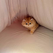 Lenore is registered to the contest to win money with this photo: blanket_fort, comfort, cozy, crawling, curious_eyes, cute, domestic_animal, feline, fluffy_fur, indoor, kitten, light_shadows, orange_cat, pet, playful, resting_place, small_animal, soft_texture, warm_colors, young_cat