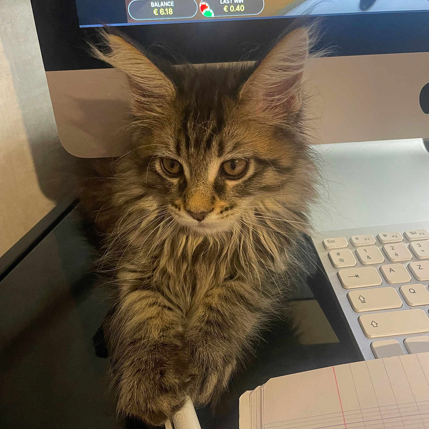 Rio a rejoint le concours — aidez-le/la à gagner de superbes lots ! animal, cat, computer, computerhardware, computerkeyboard, desk, electronics, furniture, hardware, kitten, laptop, monitor, pc, pet, screen, speaker, table, tabletcomputer, text, tv