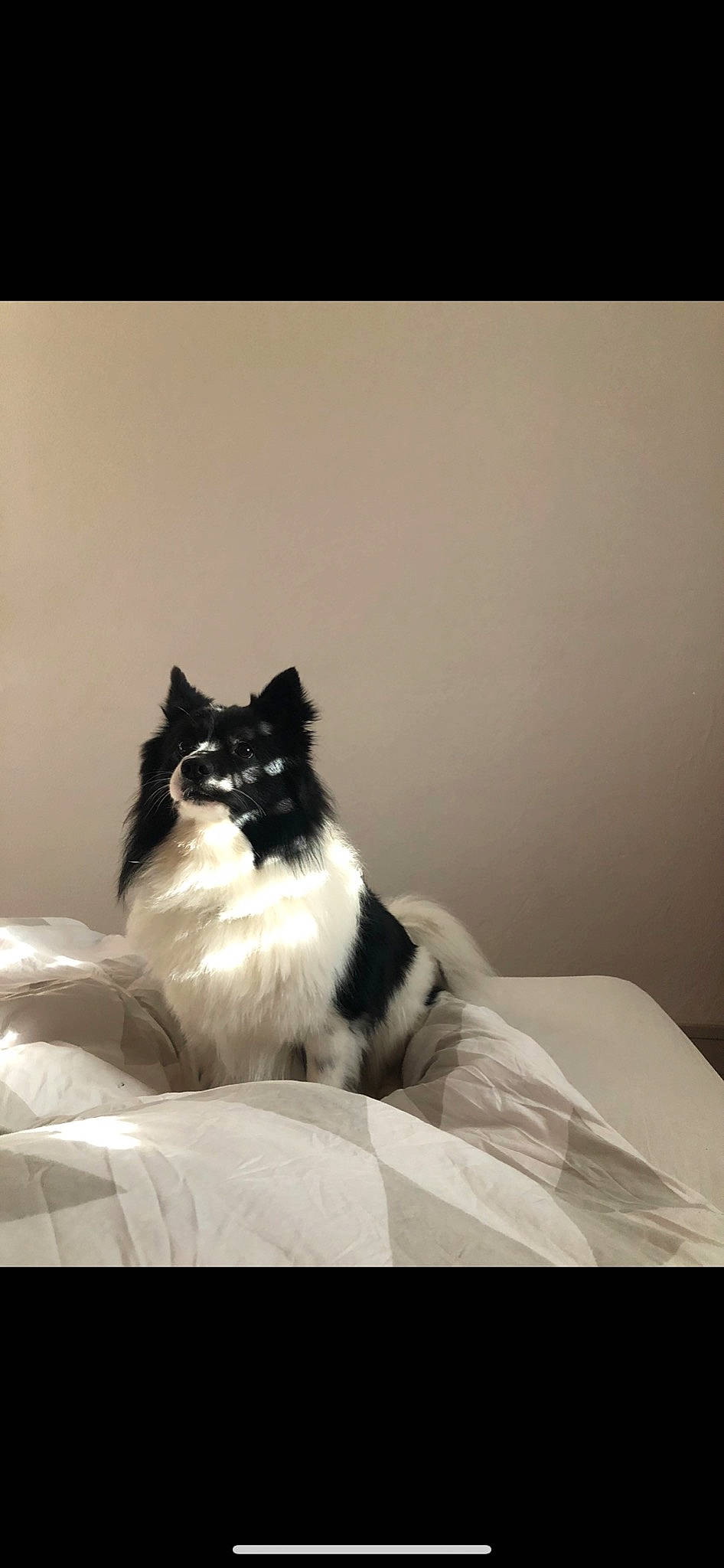 Eiko participe au concours pour gagner de l'argent avec cette photo : black_and_white, canidae, carnivore, cat, domestic_long_haired_cat, felidae, fur, kitten, mammal, monochrome_photography, norwegian_forest_cat, persian, small_to_medium_sized_cats, whiskers, white