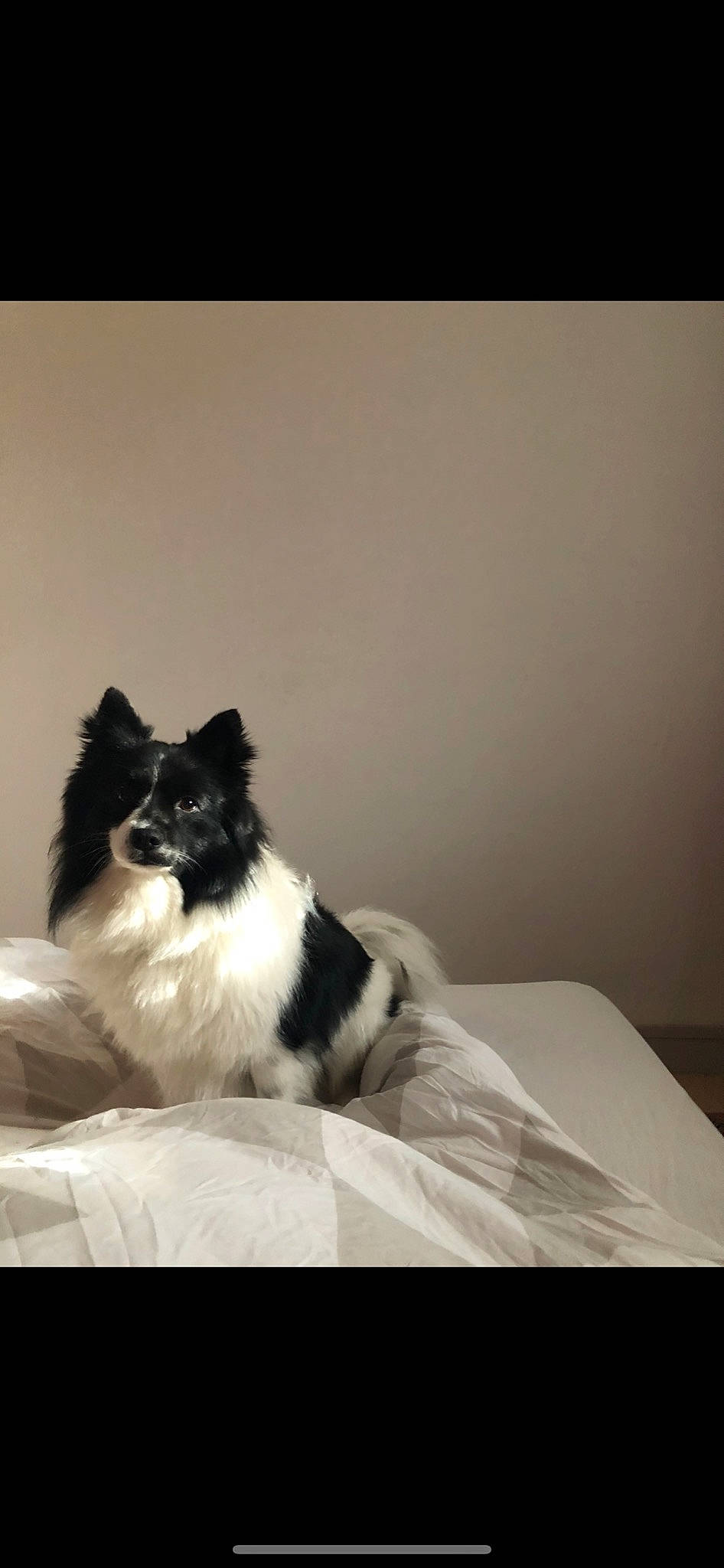 Eiko a rejoint le concours — aidez-le/la à gagner de superbes lots ! black_and_white, canidae, carnivore, cat, companion_dog, dog, dog_breed, felidae, mammal, monochrome_photography, papillon, pomeranian, small_to_medium_sized_cats, sporting_group, toy_dog, whiskers, white