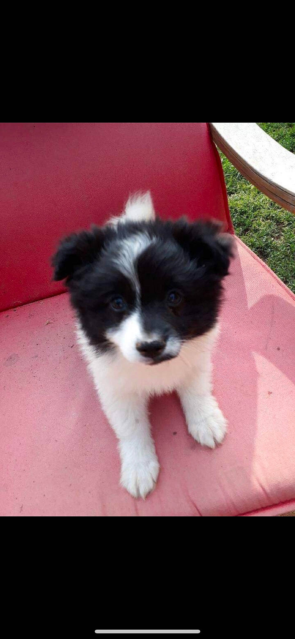 Eiko a rejoint le concours — aidez-le/la à gagner de superbes lots ! border_collie, canidae, carnivore, dog, dog_breed, mammal, pomeranian, puppy, rare_breed_dog, sporting_group, vertebrate