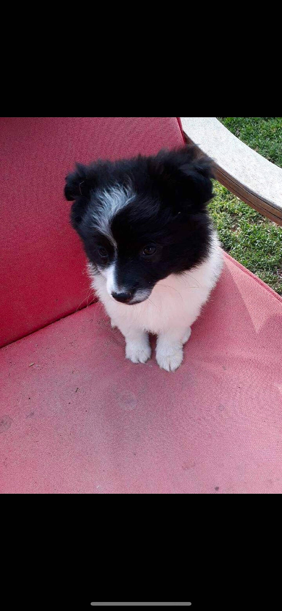 Eiko a rejoint le concours — aidez-le/la à gagner de superbes lots ! border_collie, canidae, carnivore, dog, dog_breed, herding_dog, mammal, pomeranian, puppy, rare_breed_dog, sporting_group, stabyhoun, vertebrate, working_dog