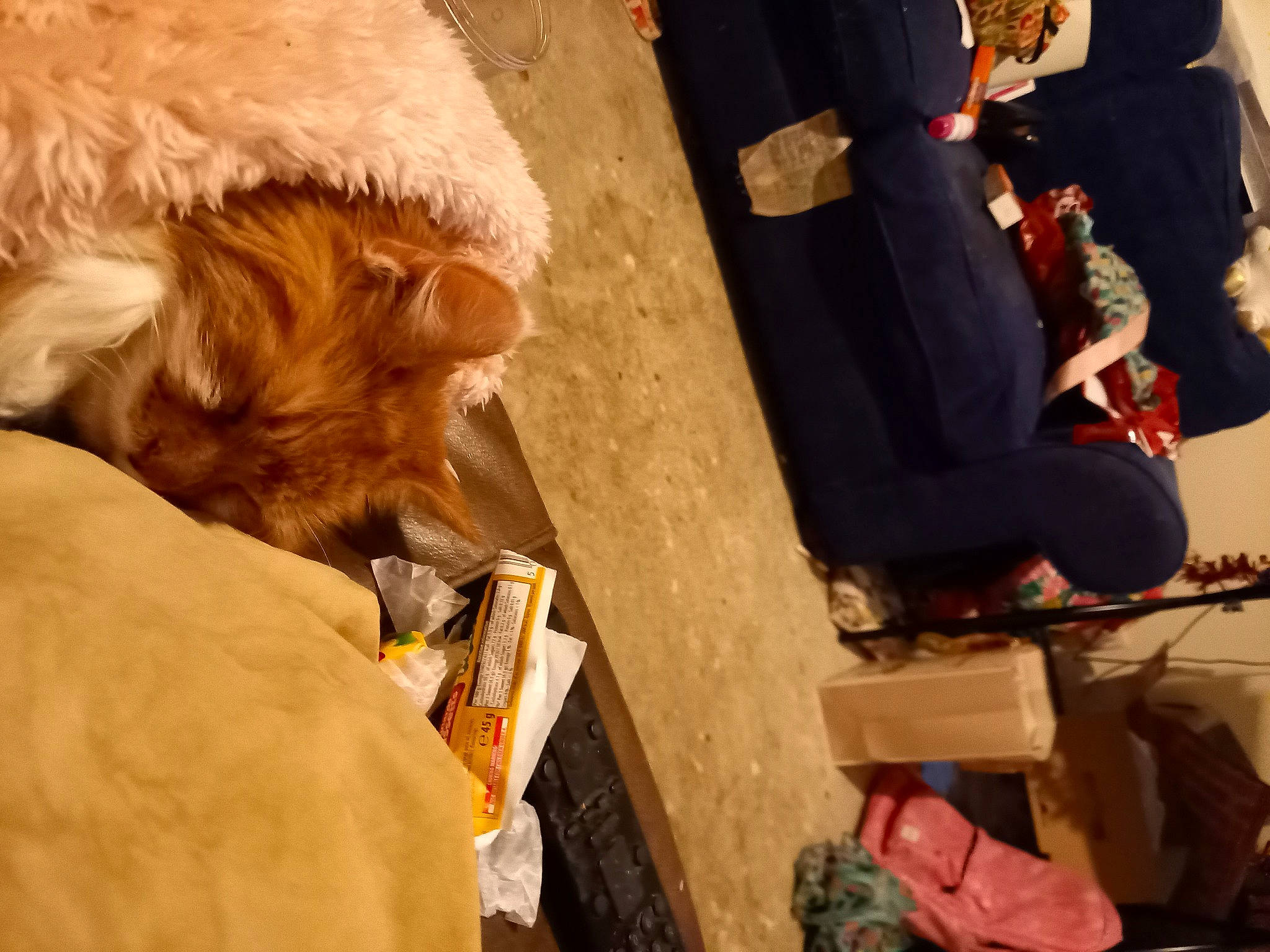 Socks is registered to the contest to win money with this photo: companion_dog, dog_breed, fawn, fur, liver, natural_material, outdoor_shoe, sporting_group, textile