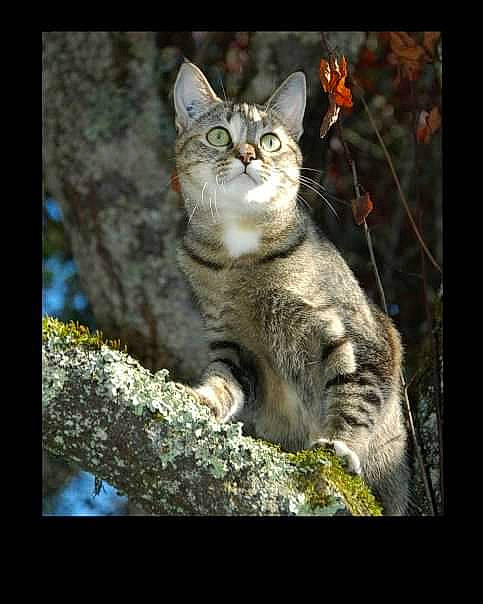 Cannabis a rejoint le concours — aidez-le/la à gagner de superbes lots ! adaptation, art, beauty, carnivore, cat, domestic_short_haired_cat, felidae, fur, grass, organism, painting, photo_caption, plant, small_to_medium_sized_cats, snout, tail, terrestrial_animal, tree, whiskers, wildlife