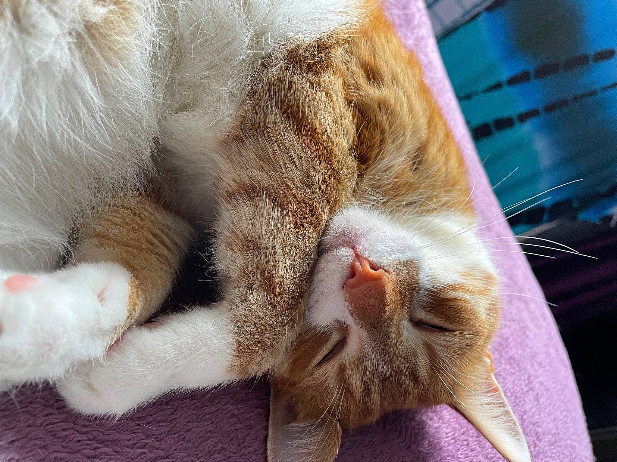 Coby joined the competition — help win amazing prizes! carnivore, cat, claw, comfort, domestic_short_haired_cat, fawn, felidae, foot, fur, nap, paw, plant, sleep, small_to_medium_sized_cats, snout, tail, toe, whiskers
