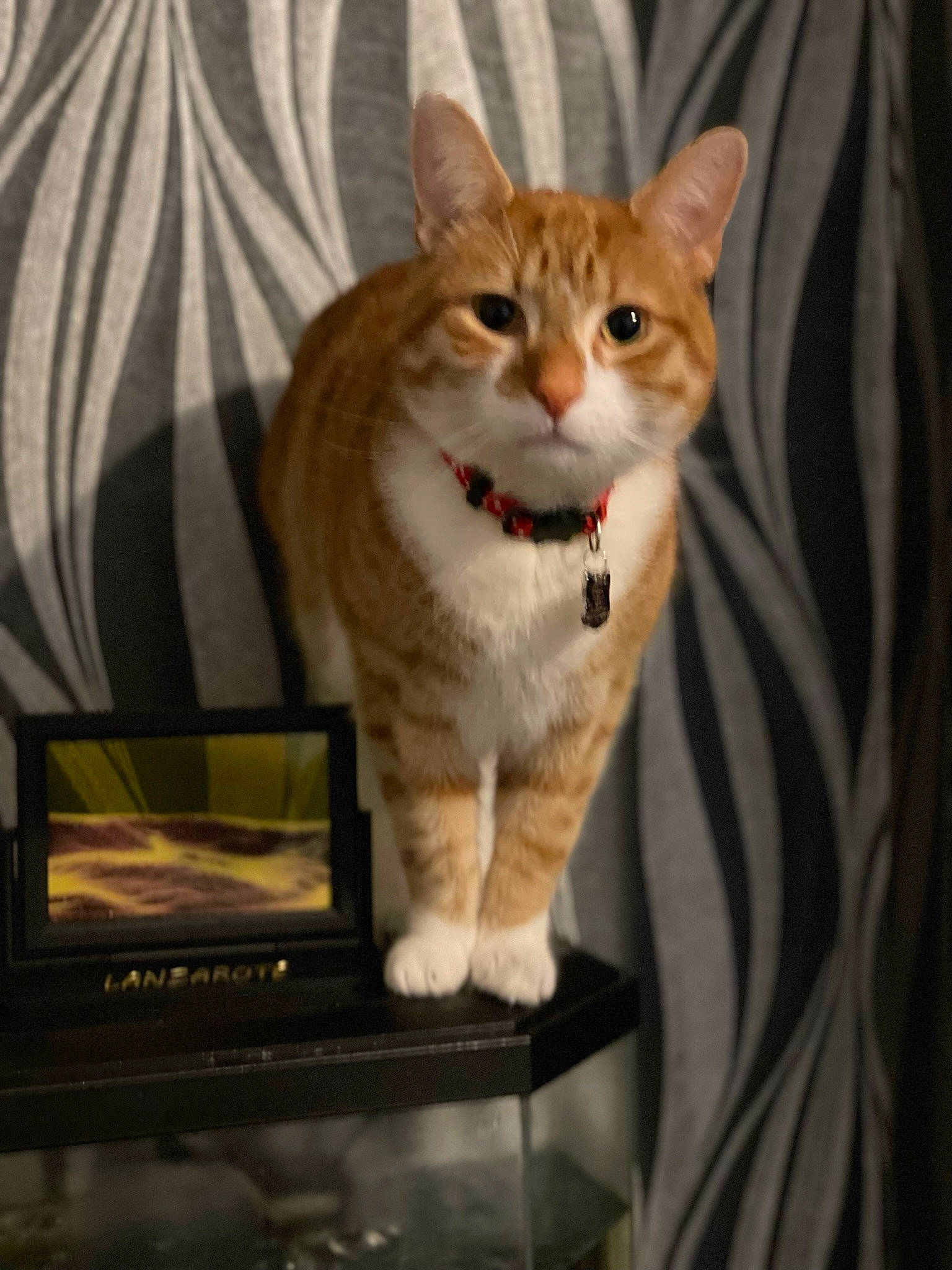 Coby is registered to the contest to win money with this photo: carnivore, cat, comfort, computer, computer_keyboard, fawn, felidae, flat_panel_display, gadget, home_appliance, laptop, netbook, output_device, personal_computer, small_to_medium_sized_cats, snout, tail, television, television_set, whiskers