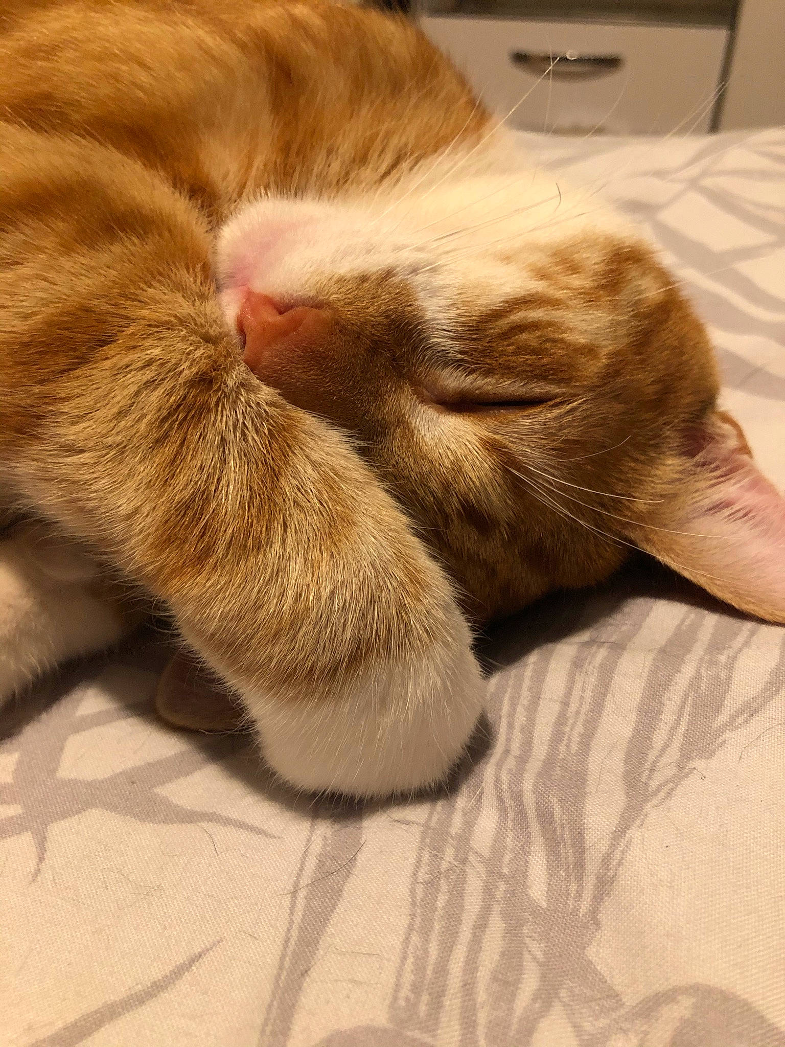 Coby joined the competition — help win amazing prizes! carnivore, cat, claw, cloud, comfort, domestic_short_haired_cat, ear, fawn, felidae, flooring, fur, human_leg, linens, nap, paw, sleep, small_to_medium_sized_cats, snout, tail, whiskers