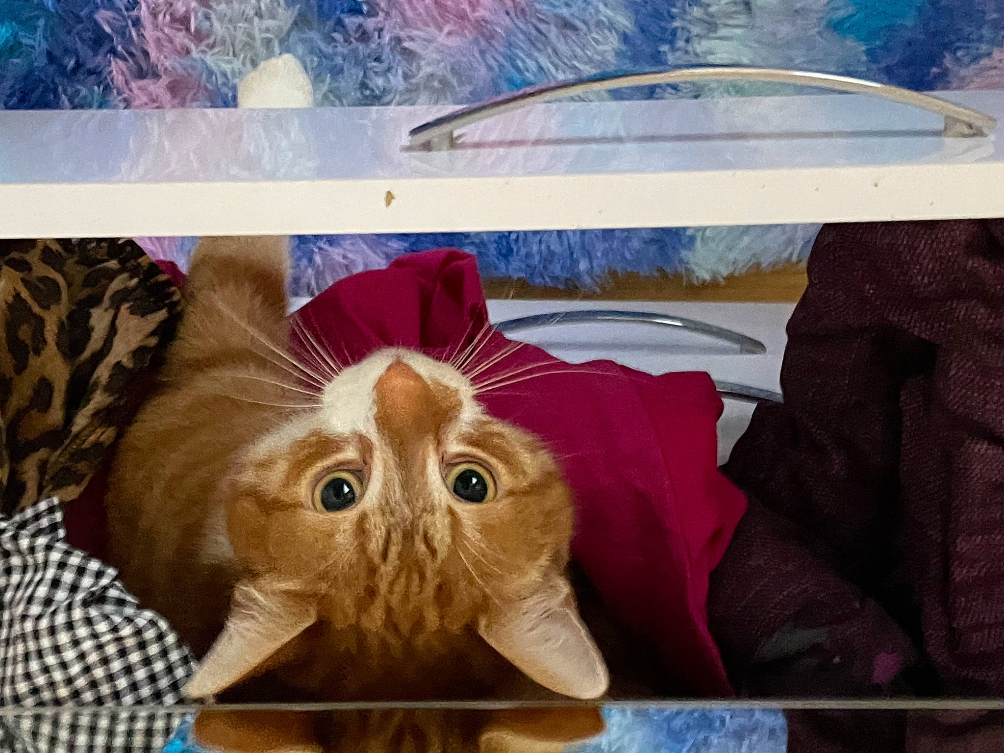 Coby joined the competition — help win amazing prizes! art, canidae, carnivore, cat, comfort, companion_dog, domestic_short_haired_cat, fawn, felidae, fur, linens, pattern, paw, photo_caption, small_to_medium_sized_cats, snapshot, snout, tail, textile, whiskers