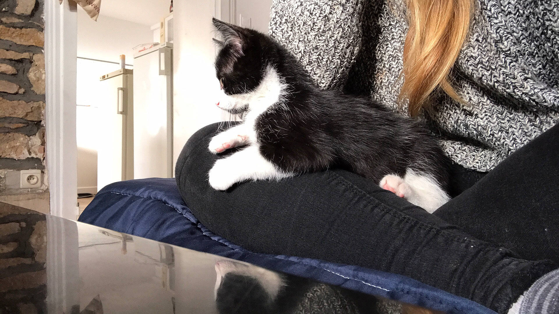 Oreo a rejoint le concours — aidez-le/la à gagner de superbes lots ! black_and_white, black_cat, carnivore, cat, comfort, domestic_short_haired_cat, ear, european_shorthair, felidae, fur, kitten, leg, paw, polydactyl_cat, small_to_medium_sized_cats, tail, whiskers