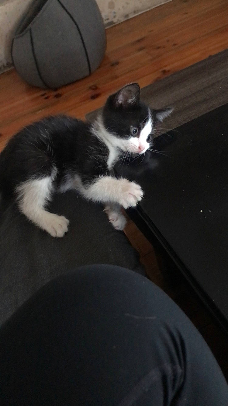 Oreo participe au concours pour gagner de l'argent avec cette photo : black_and_white, carnivore, cat, domestic_short_haired_cat, european_shorthair, felidae, fur, kitten, mammal, norwegian_forest_cat, paw, polydactyl_cat, small_to_medium_sized_cats, tail, whiskers