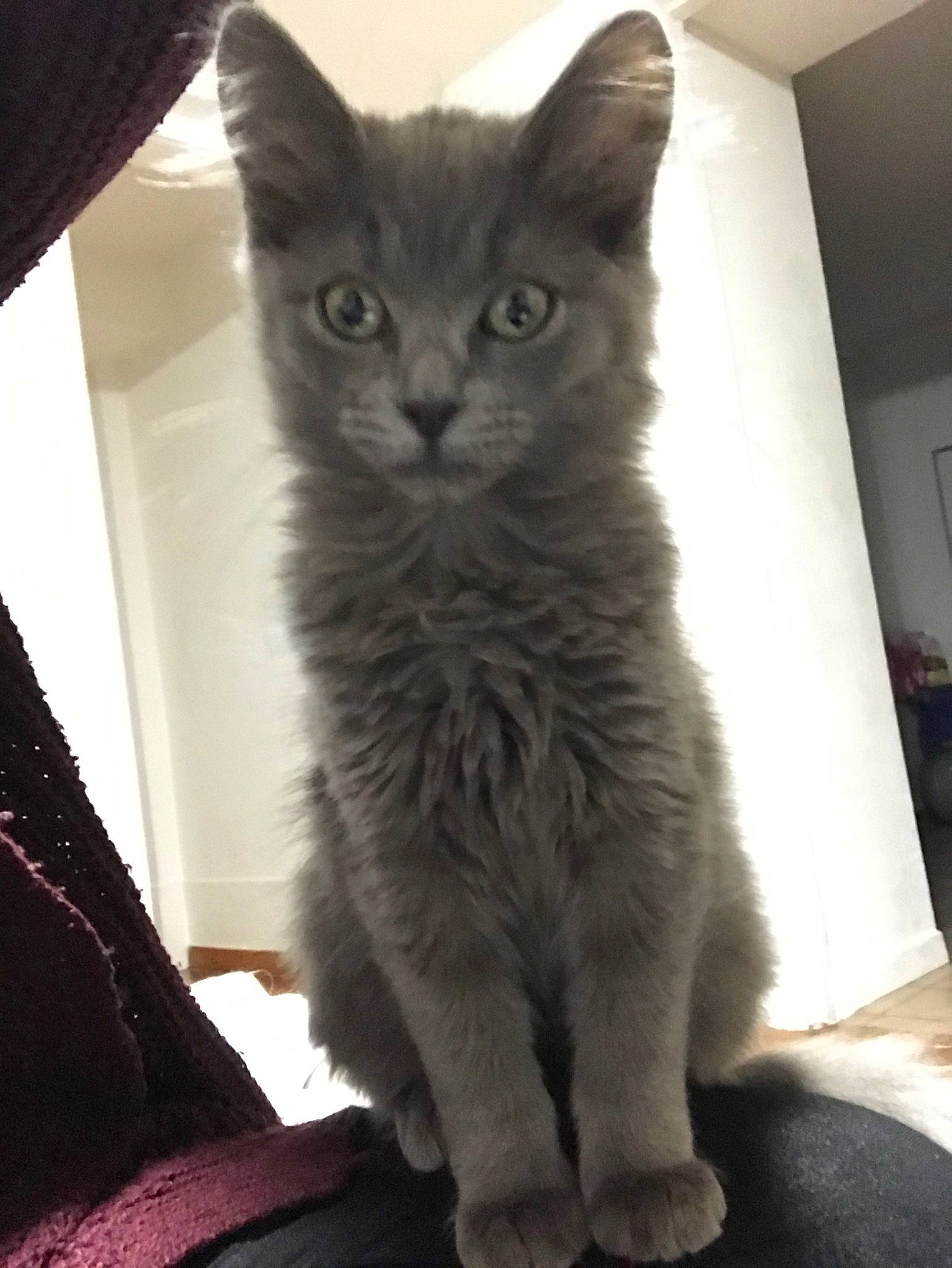 Kira a rejoint le concours — aidez-le/la à gagner de superbes lots ! asian, british_semi_longhair, carnivore, cat, domestic_long_haired_cat, domestic_short_haired_cat, fawn, felidae, kitten, korat, maine_coon, mammal, nebelung, norwegian_forest_cat, polydactyl_cat, russian_blue, small_to_medium_sized_cats, turkish_angora, vertebrate, whiskers