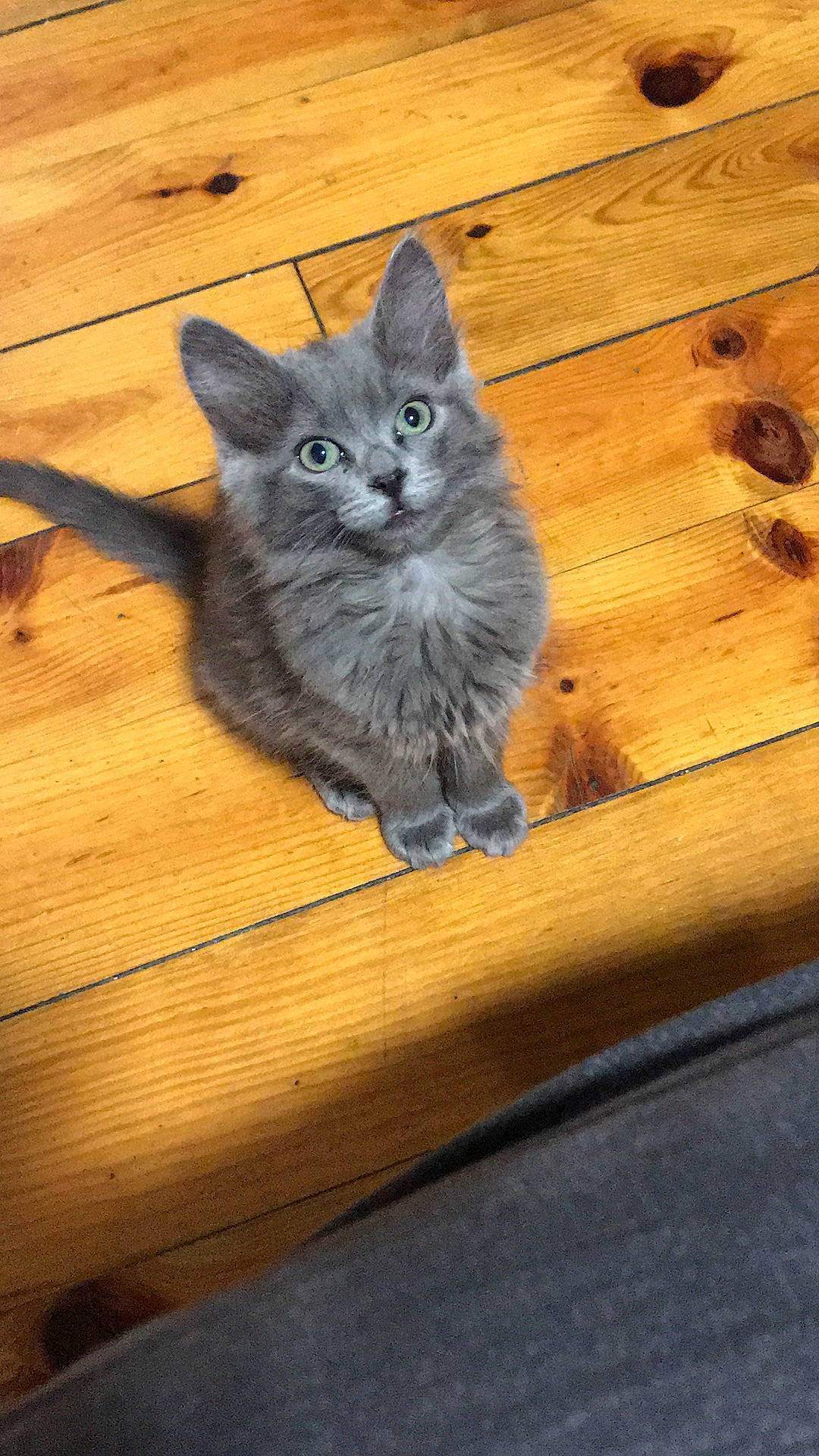 Kira participe au concours pour gagner de l'argent avec cette photo : british_longhair, british_semi_longhair, carnivore, cat, chartreux, domestic_short_haired_cat, fawn, felidae, flooring, hardwood, kitten, mammal, nebelung, russian_blue, small_to_medium_sized_cats, vertebrate, whiskers, wood