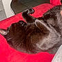 cat, black_cat, sleeping, curled_up, pet, indoor, red_cushion, fur, relaxed, paw, cozy, animal, resting, feline, closeup, comfort, soft, home, quiet, cute