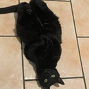 Praline a rejoint le concours — aidez-le/la à gagner de superbes lots ! black_cat, cat, pet, animal, floor, tile_floor, indoor, lying_down, upside_down, green_eyes, whiskers, fur, curious, looking_up, playful, domestic_cat, feline, cute, relaxed, paws