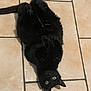 black_cat, cat, pet, animal, floor, tile_floor, indoor, lying_down, upside_down, green_eyes, whiskers, fur, curious, looking_up, playful, domestic_cat, feline, cute, relaxed, paws