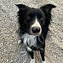 Urus participe au concours pour gagner de l'argent avec cette photo : dog, black_and_white, border_collie, outdoor, gravel, close_up, animal, pet, canine, fur, ears, eyes, nose, white_paws, collar, looking_up, curious, nature, portrait, standing