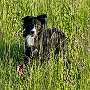 Urus participe au concours pour gagner de l'argent avec cette photo : dog, black_and_white, grass, wildflowers, outdoor, nature, greenery, field, standing, alert, sunlight, summer, pet, canine, flora, plant, animal, muzzle, fur, ears