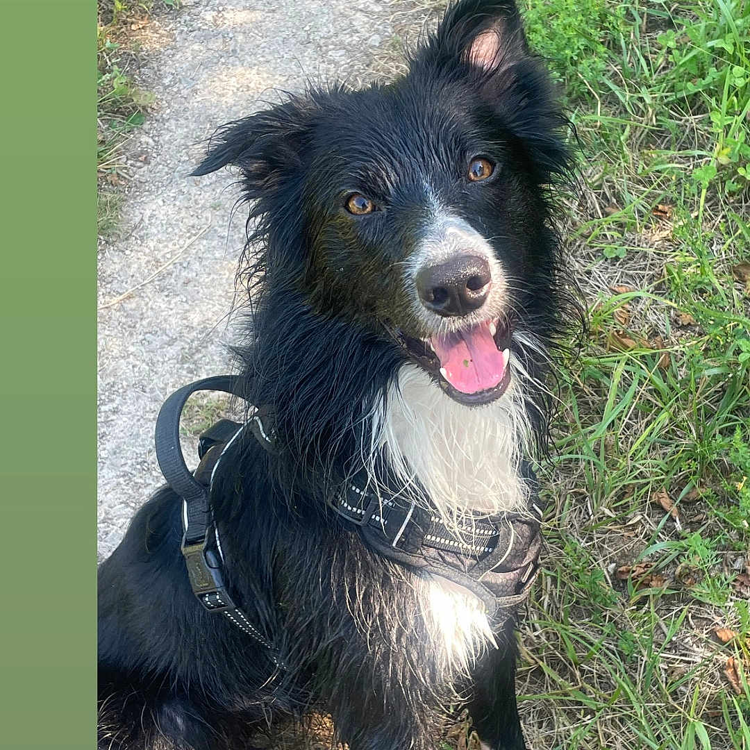 Urus participe au concours pour gagner de l'argent avec cette photo : animal, black_and_white, border_collie, canine, daylight, dog, ears_up, fur, grass, happy, harness, nature, outdoor, path, pet, playful, sitting, smiling, tongue_out, wet_fur
