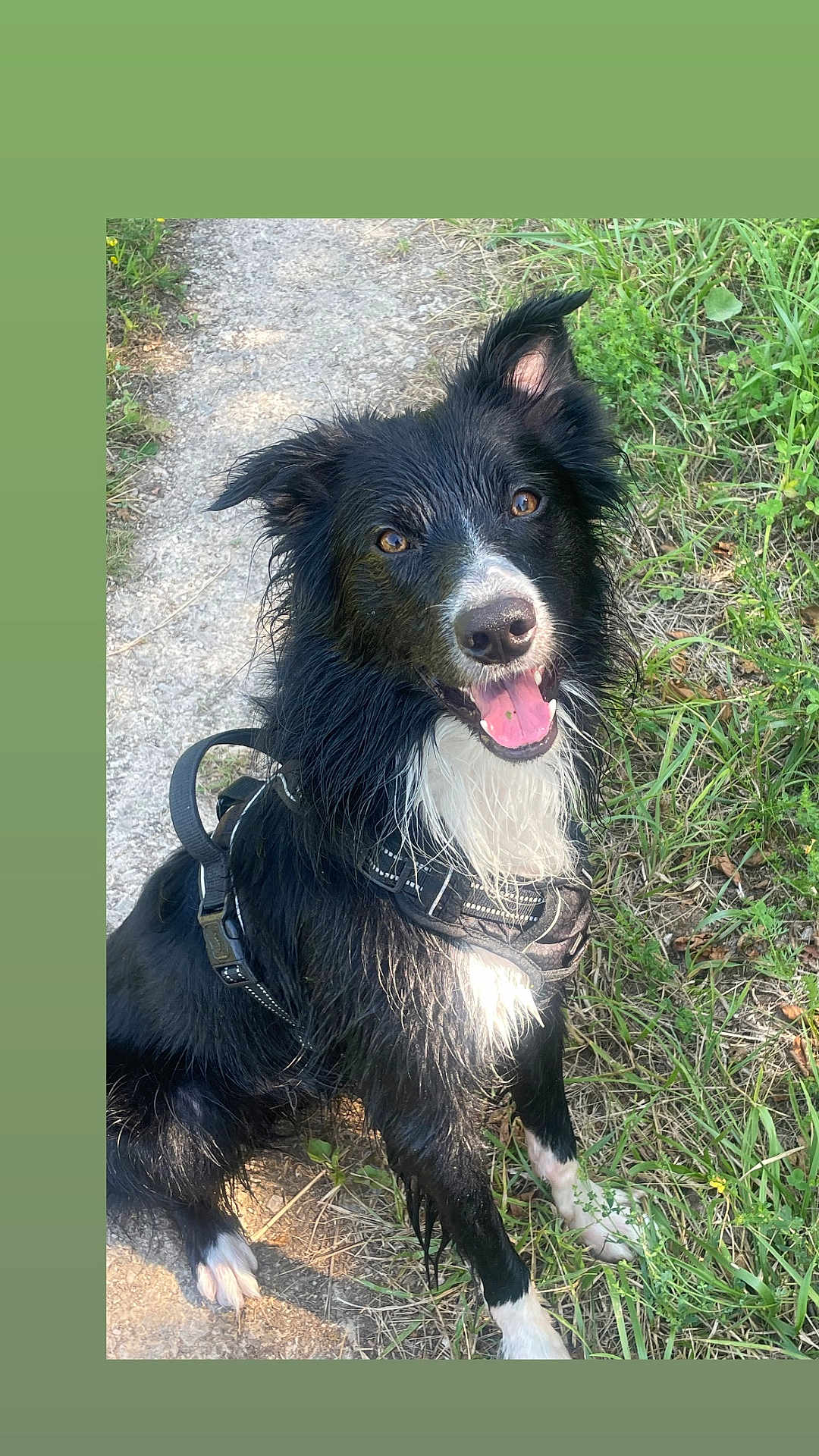 Urus participe au concours pour gagner de l'argent avec cette photo : dog, border_collie, wet_fur, harness, outdoor, grass, path, happy, tongue_out, pet, animal, nature, canine, sitting, black_and_white, fur, ears_up, daylight, smiling, playful
