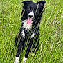 Urus a rejoint le concours — aidez-le/la à gagner de superbes lots ! dog, border_collie, black_and_white, grass, wildflowers, outdoor, nature, happy, tongue_out, animal, pet, sitting, canine, field, summer, greenery, fur, playful, ears, eyes