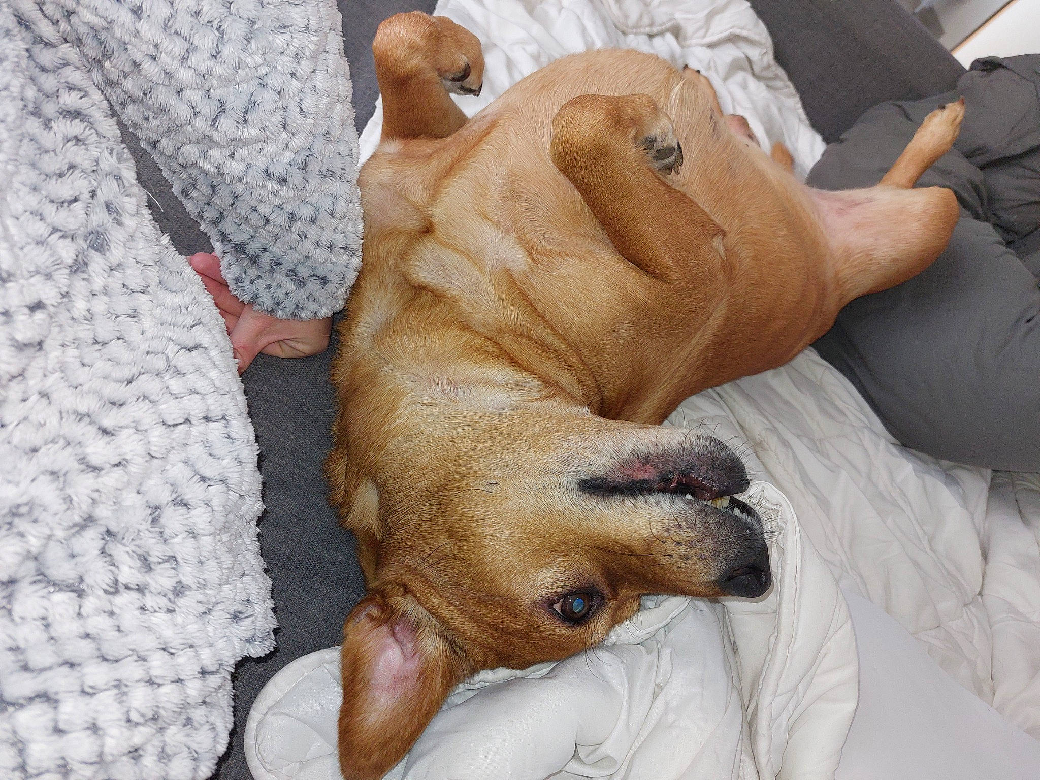 Loulou a rejoint le concours — aidez-le/la à gagner de superbes lots ! canidae, carnivore, comfort, companion_dog, dog, dog_breed, ear, fawn, fur, nail, nap, non_sporting_group, paw, puppy, sleep, snout, sporting_group, toy_dog, working_animal, wrinkle