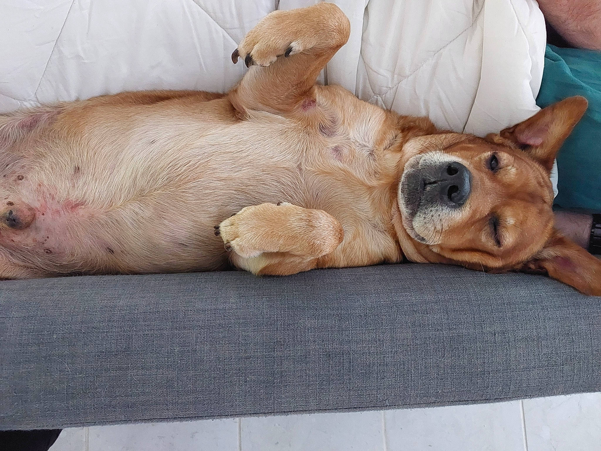 Loulou a rejoint le concours — aidez-le/la à gagner de superbes lots ! canidae, carnivore, comfort, companion_dog, dog, dog_breed, dog_supply, fawn, fur, liver, nap, non_sporting_group, paw, pet_supply, sleep, snout, sporting_group, terrestrial_animal, whiskers, wrinkle