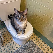 Scout joined the competition — help win amazing prizes! cat, toilet, bathroom, tile_wall, tile_floor, floor_mat, tabby_cat, pet, indoor, curious, blue_eyes, feline, white_paws, sitting, domestic_animal, bathroom_fixture, plumbing, home, household, animal