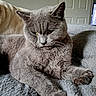 Mia is registered to the contest to win money with this photo: animal, blanket, cat, closeup, companion, cozy, cute, domestic_cat, ears, feline, fur, gray_cat, indoor, paw, pet, portrait, relaxed, sleepy, soft, whiskers