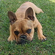 Violette a rejoint le concours — aidez-le/la à gagner de superbes lots ! dog, puppy, french_bulldog, grass, outdoor, pet, animal, lying_down, close_up, cute, ears, face, snout, nature, greenery, daylight, young, adorable, relaxed, canine