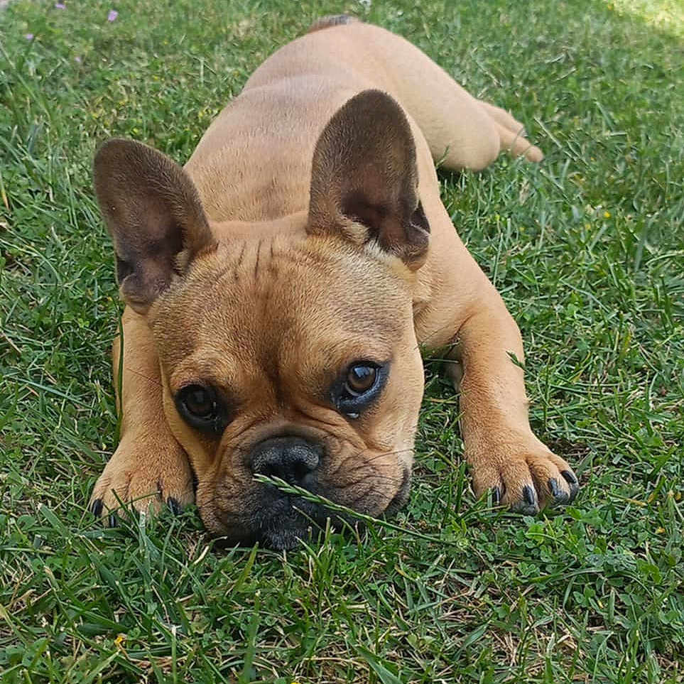 Violette a rejoint le concours — aidez-le/la à gagner de superbes lots ! adorable, animal, canine, close_up, cute, daylight, dog, ears, face, french_bulldog, grass, greenery, lying_down, nature, outdoor, pet, puppy, relaxed, snout, young