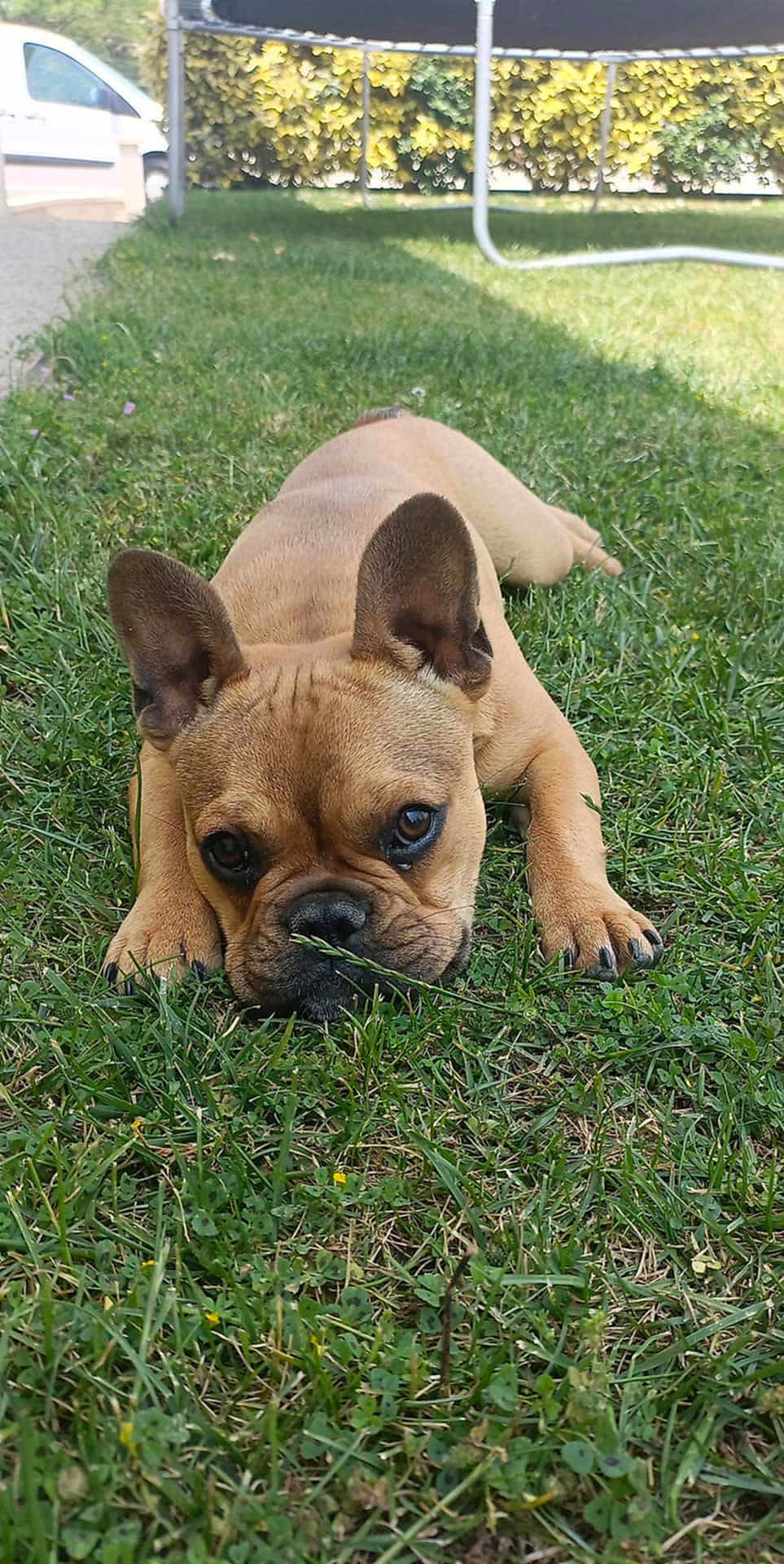 Violette a rejoint le concours — aidez-le/la à gagner de superbes lots ! dog, puppy, french_bulldog, grass, outdoor, pet, animal, lying_down, close_up, cute, ears, face, snout, nature, greenery, daylight, young, adorable, relaxed, canine
