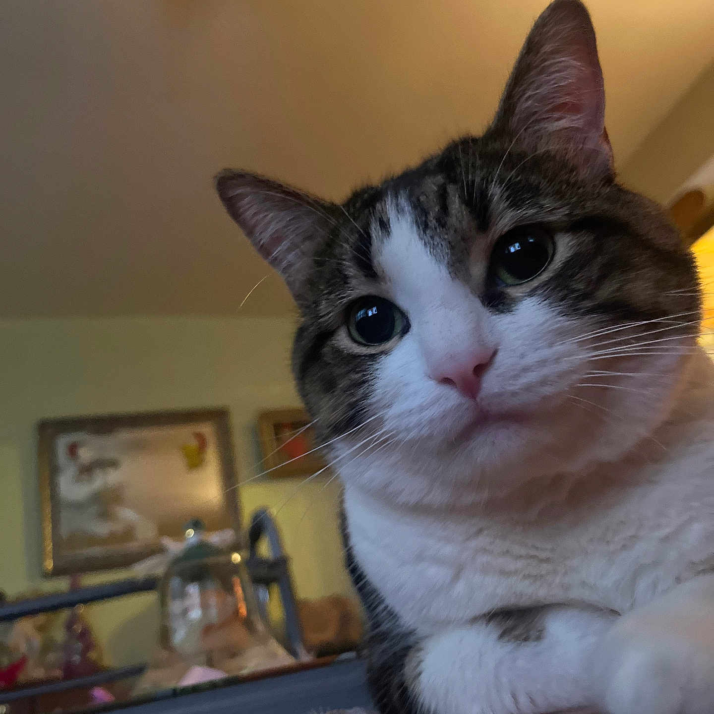 Marko joined the competition — help win amazing prizes! animal, cat, close_up, cozy, curious, decor, ear, eyes, face, feline, framed_pictures, household, indoor, pet, resting, tabby, warm_lighting, whiskers, white_fur, wooden_surface