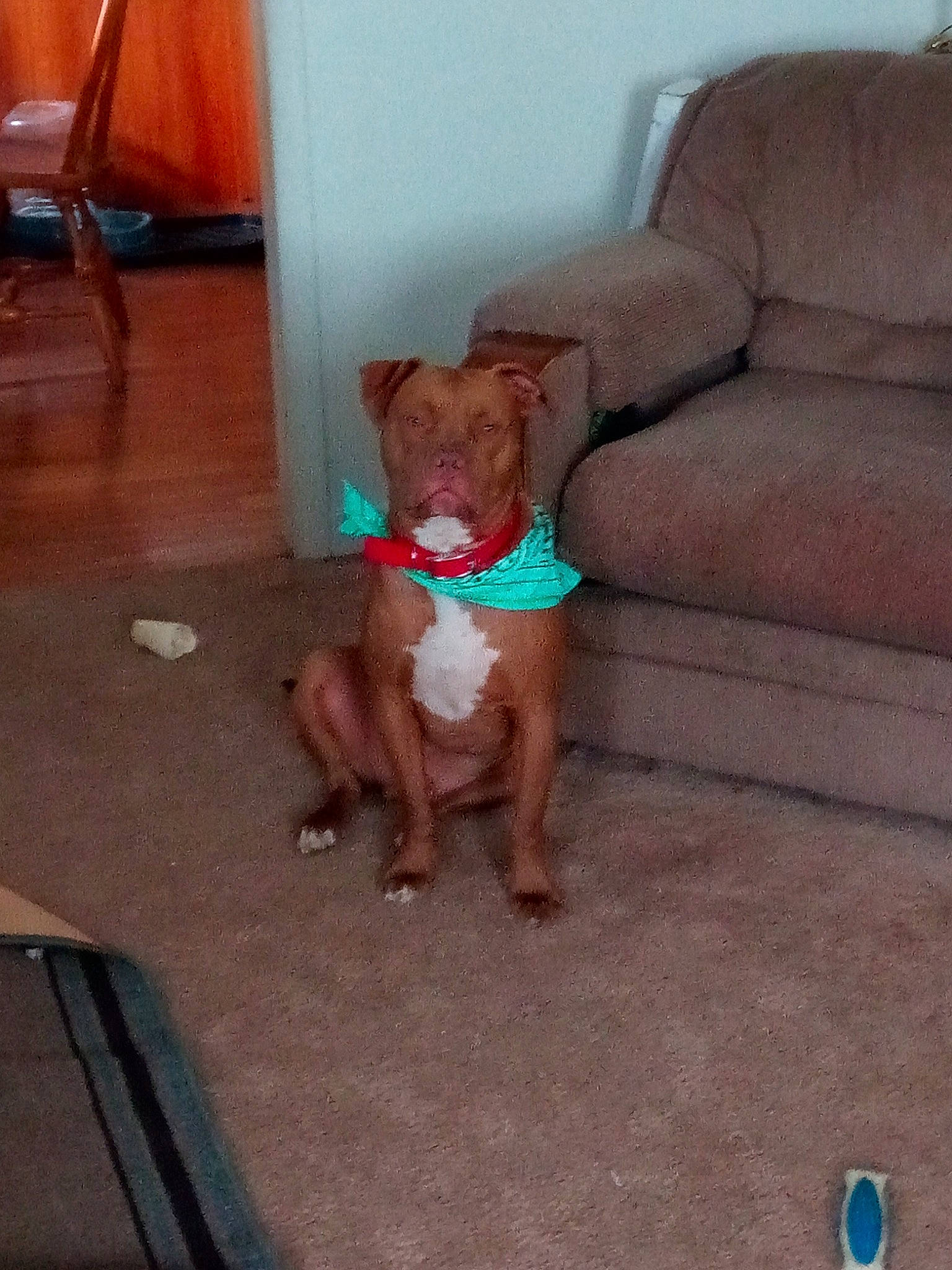 Henry is registered to the contest to win money with this photo: american_pit_bull_terrier, canidae, carnivore, dog, dog_breed, dogue_de_bordeaux, fawn, mammal, non_sporting_group, pit_bull, sporting_group, vertebrate, vizsla