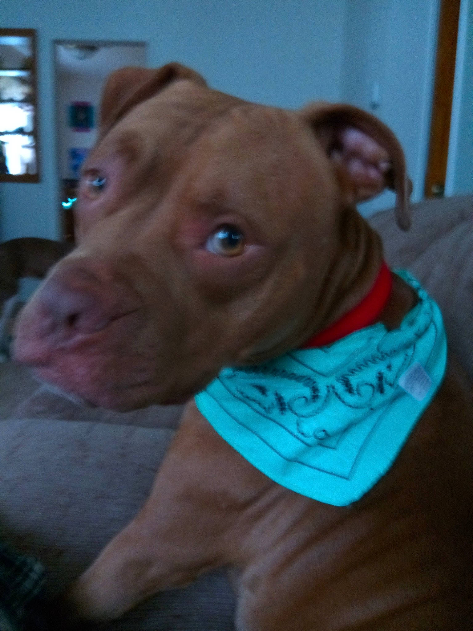 Henry is registered to the contest to win money with this photo: american_pit_bull_terrier, canidae, carnivore, dog, dog_breed, dogue_de_bordeaux, ear, fawn, mammal, non_sporting_group, nose, pit_bull, puppy, skin, snout, sporting_group, vertebrate, vizsla, wrinkle